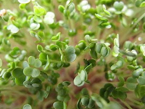 Arugula Micro-Greens