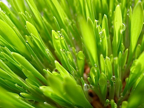 Barley Grass