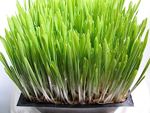 Barley Grass