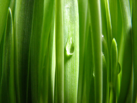 Wheat Grass Kit