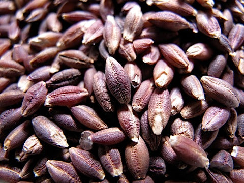 Barley Sprouts