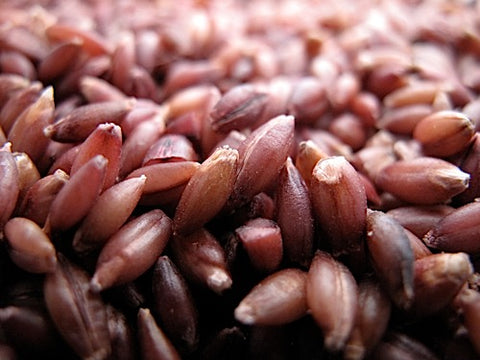 Barley Sprouts