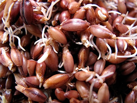 Barley Sprouts