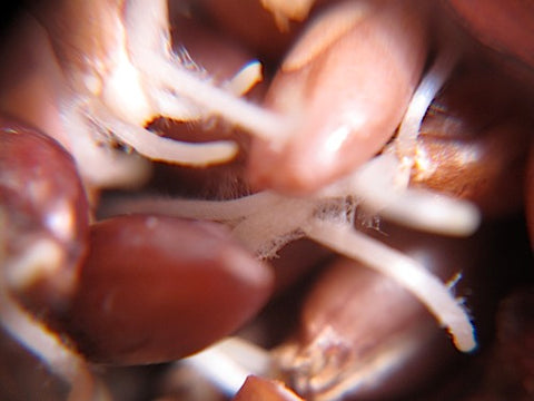 Barley Sprouts