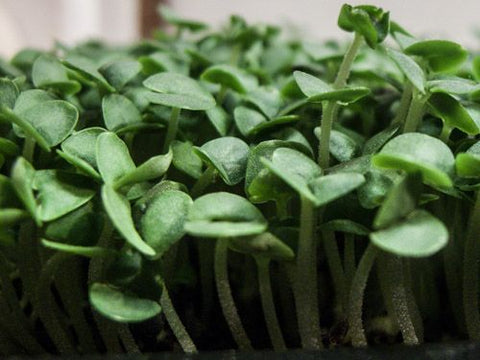 Basil Micro-Greens