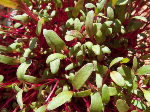 Beet Greens