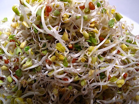 Broccoli Sprouts