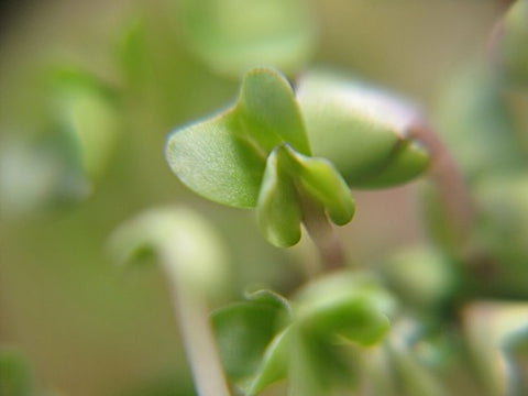 Broccoli Micro-Greens