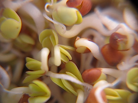 Broccoli Sprouts