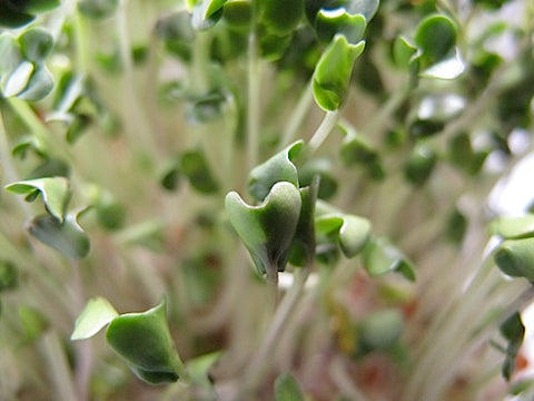 Broccoli Micro-Greens