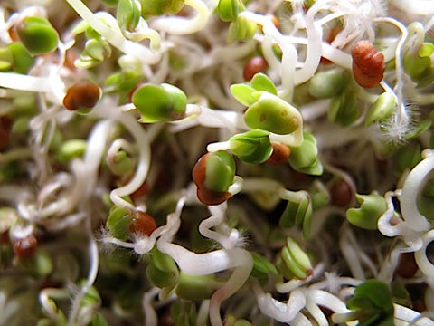 Brassica Sprouts