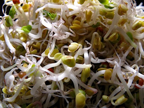 Broccoli Sprouts