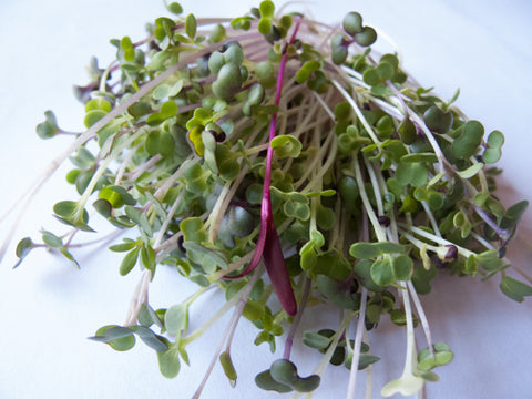 Bruno's Indoor Garden Micro-Greens Mix