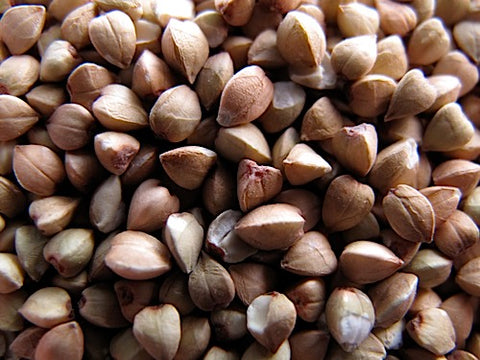 Buckwheat Groat Sprouts