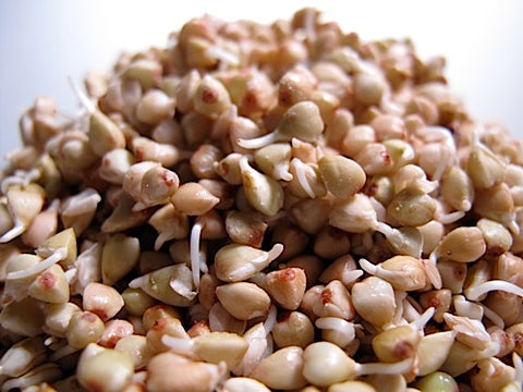 Buckwheat Groat Sprouts