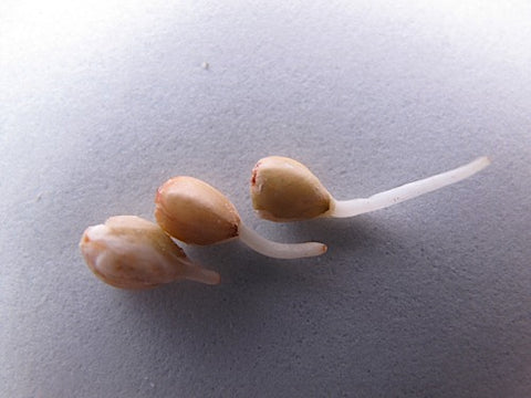 Buckwheat Groat Sprouts