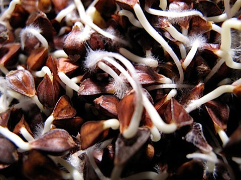 Buckwheat Lettuce