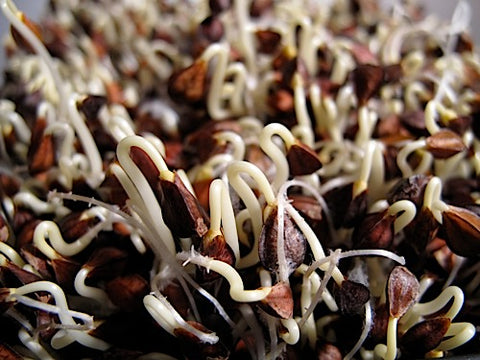 Buckwheat Lettuce