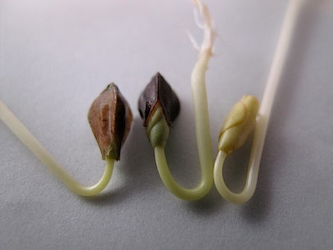 Buckwheat Lettuce