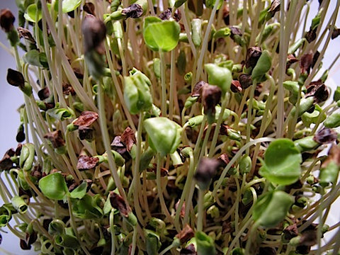 Buckwheat Lettuce