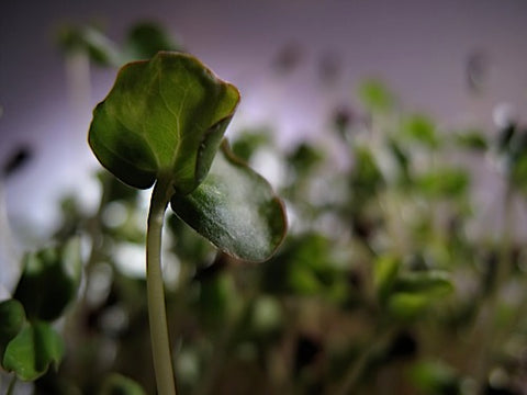 Buckwheat Lettuce