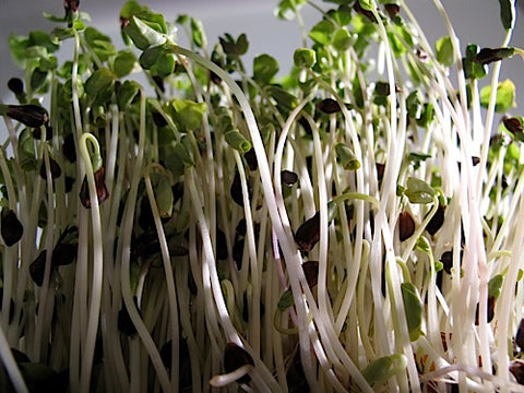 Buckwheat Lettuce