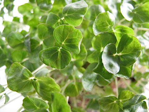 Buckwheat Lettuce