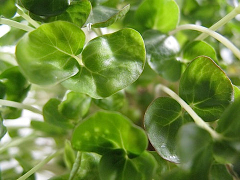 Buckwheat Lettuce