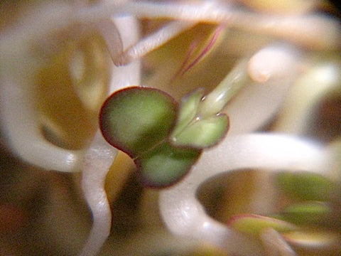 Cabbage Sprouts - Green Cabbage