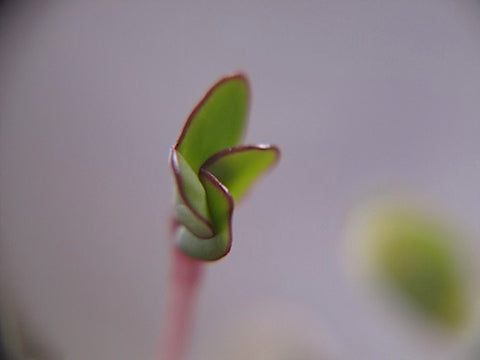 Cabbage Patch Micro-Greens