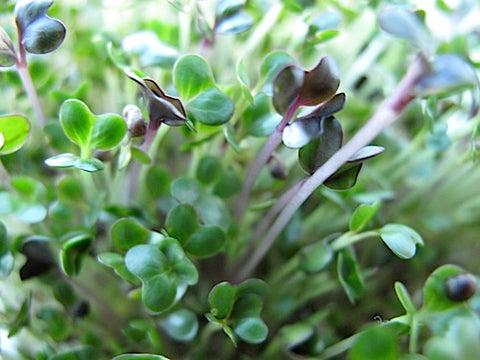 Cabbage Patch Micro-Greens