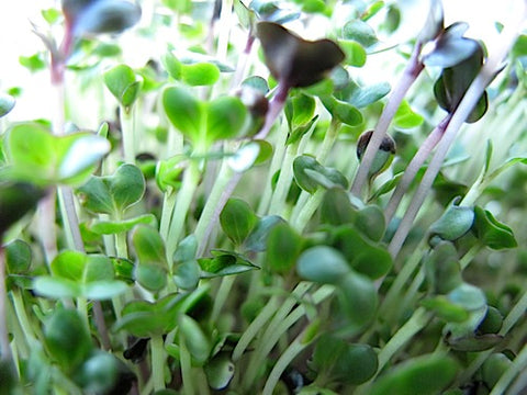 Cabbage Patch Micro-Greens