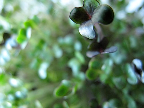 Cabbage Patch Micro-Greens