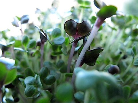 Cabbage Patch Micro-Greens