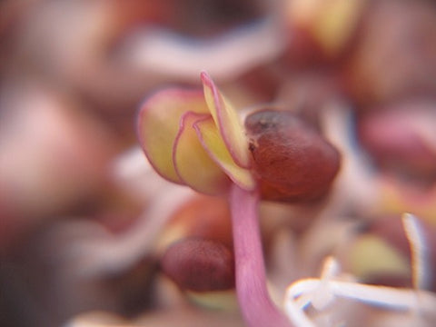 Cabbage Sprouts - Red Cabbage