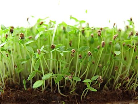 Celery Micro-Greens