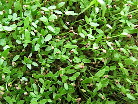 Celery Micro-Greens