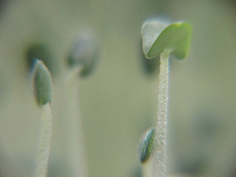 Chia Micro-Greens