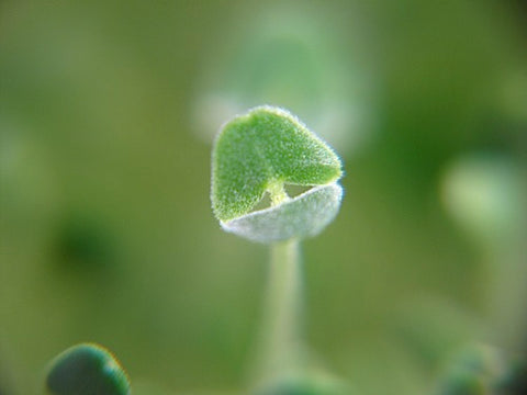 Chia Micro-Greens