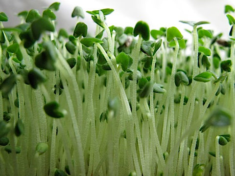 plant chia seeds indoors Chia Micro-Greens – Sproutpeople