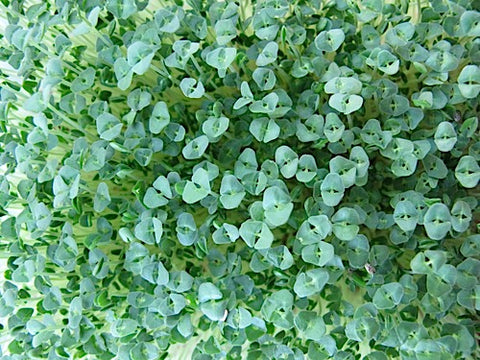 Chia Micro-Greens