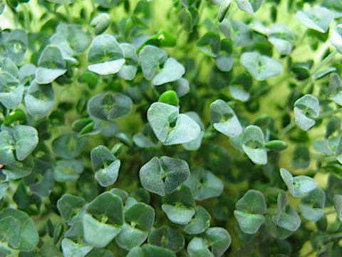 Chia Micro-Greens