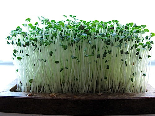 chia seed planting Chia Micro-Greens – Sproutpeople