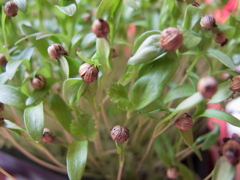 Cilantro Micro-Greens