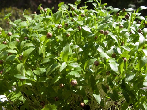 Cilantro Micro-Greens