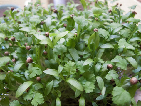 Cilantro Micro-Greens