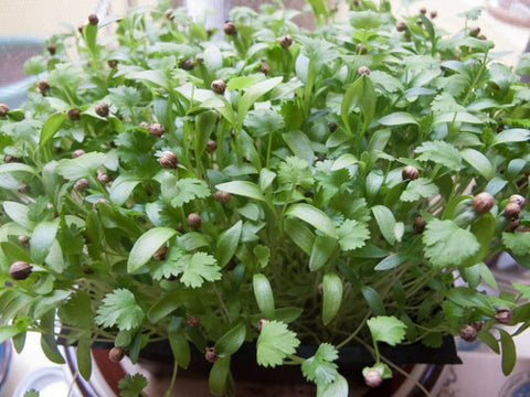 Cilantro Micro-Greens