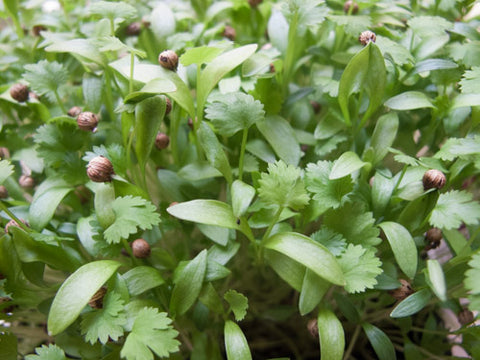 Cilantro Micro-Greens