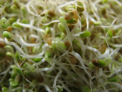 Clover Sprouts - Red Clover