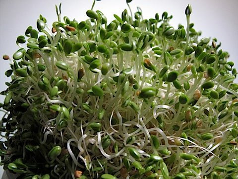 Clover Sprouts - Red Clover